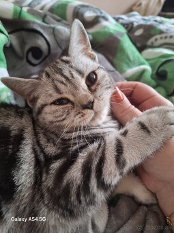 Britske mačiatko - 2