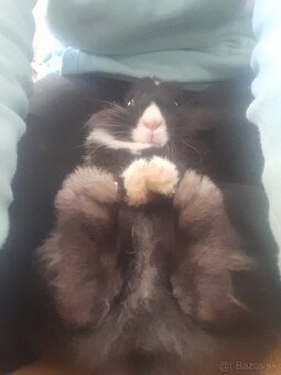 Predam králika plemeno levik - 2