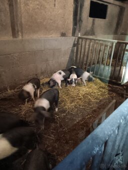 Predám presticke odstavcata - 2