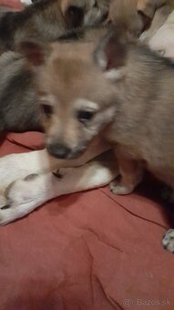 Československý Vlciak - 2