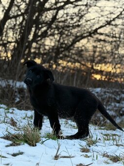 Nemecký ovčiak - 2