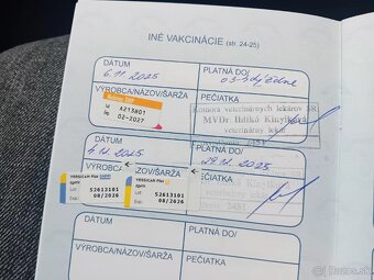 Jack Russell šteniatka - 2