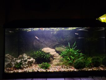 Predám akvária cca 60l - 2