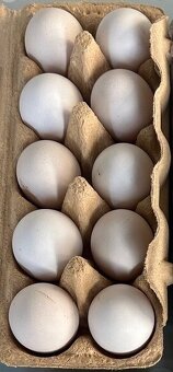 Násadové vajcia - 2