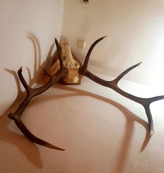 Predám jelenie parohy - 2