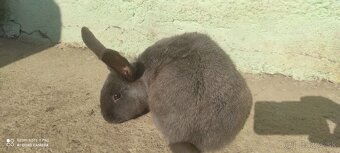 Predám zajaca-modreho - 2