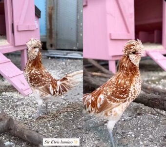 Darujem paduanky - kohutov - 2