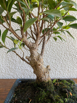 Fikus Ficus Retusa bonsaj3 - 2