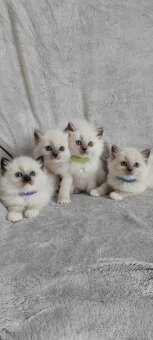 Predám Ragdoll - 2