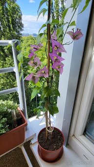 Bugenvilea (Bougainvillea) - 2