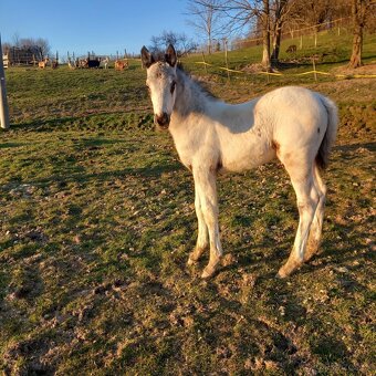 Letošní hřebeček Appaloosa FPD 100% - 2