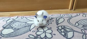 Mini lop - 2