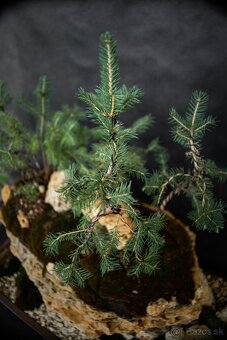 Bonsai Krajinka v miske 78x38cm, prírodný kameň - 2