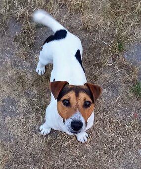 Jack Russell terier - 2