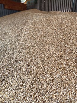 Predám pšenicu, jačmeň - 2