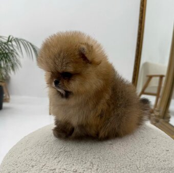 Pomeranian Teddy - 2