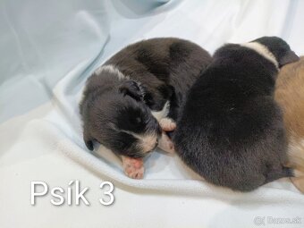 Border kolia - steniatka - 2