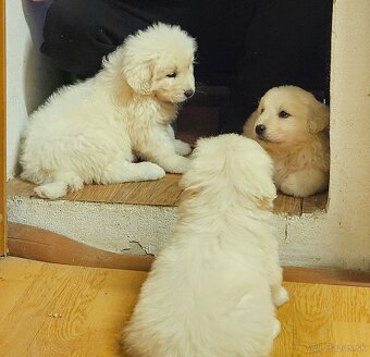 Slovenský čuvač - šteniatka - 2