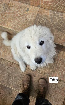 Slovenský čuvač - šteniatka - 2