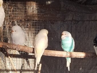 Predám vtáctvo - 2