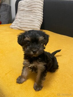 Yorksirský Teriér - 2