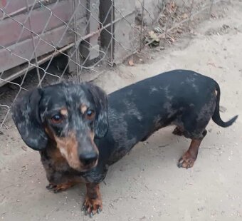 Darujem psíka jazvečíka - 2