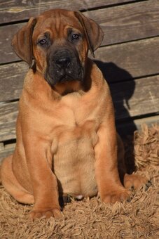 boerboel  - SABBS - 4 KLUCI - 2