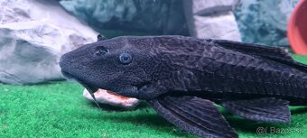 Pterygoplichthys Gibbiceps L165 - 2