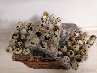 Prepelice, prepelicie vajicka - 2