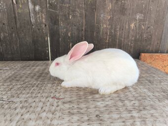 Predám králiky domáce (hyla) - 2
