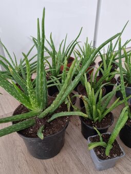 Aloe Vera - 2