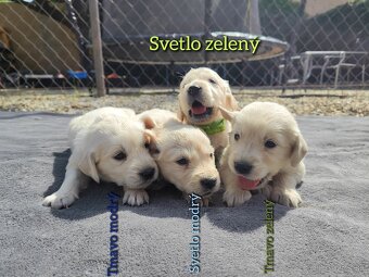 Zlatý Retriever - 2