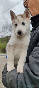 Sibírsky husky - 2