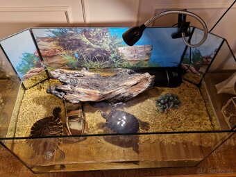 akvárium s 2 korytnackami 20cm - 2