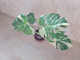 Monstera thai constellation - 2