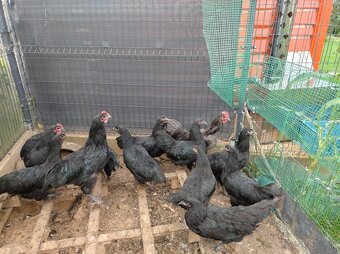Predám kohútov australorpky - 2