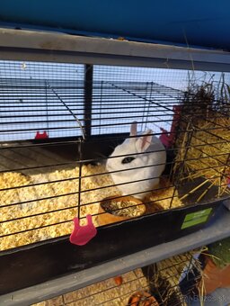 Zákrsly zajačik,zajko,zajac - 2