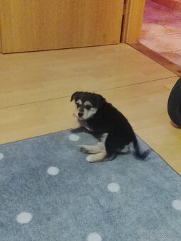 Darujem šteniatko - 2