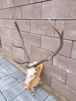 Jeleň, trofej, trofeje, parozie - 2