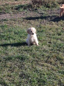Zlatý retriever - 2