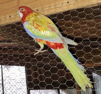 Rozely pastel opalin - 2