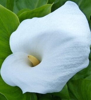 Hľuzy Kala Biela/ Kornutovka/ - 2