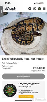 Ball Python ,Python kráľovsky Python Regius - 2