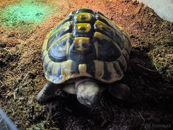 Tetestudo hermanni. - 2