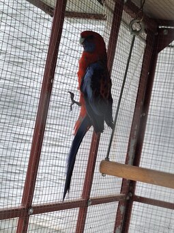 Rozela - 2