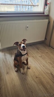 Darujem šteniatko len do dobrých rúk za symbolickú cenu. - 2