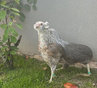 Araucana strieborna - 2