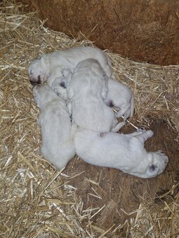 Slovenský čuvač - 2