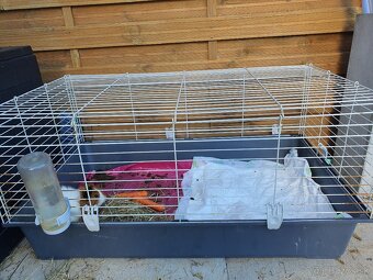 Morské prasiatko - 2