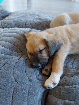 Darujem šteniatko - 2